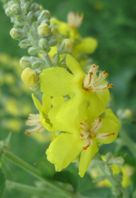 Изображение особи Verbascum lychnitis.