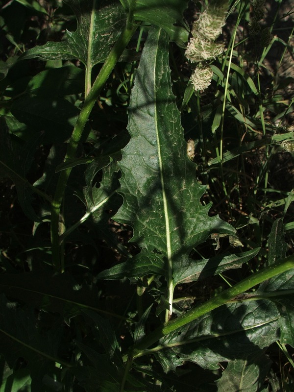 Image of Bunias orientalis specimen.