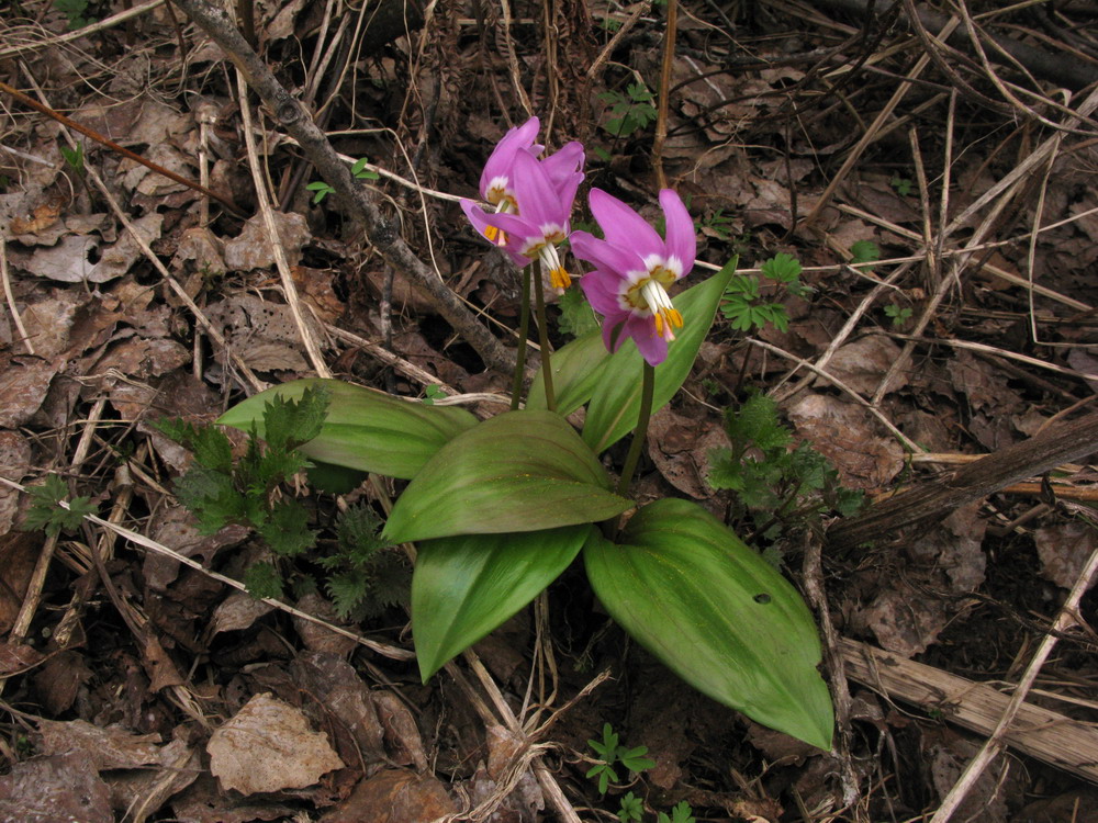 Изображение особи Erythronium sajanense var. smaragdinum.