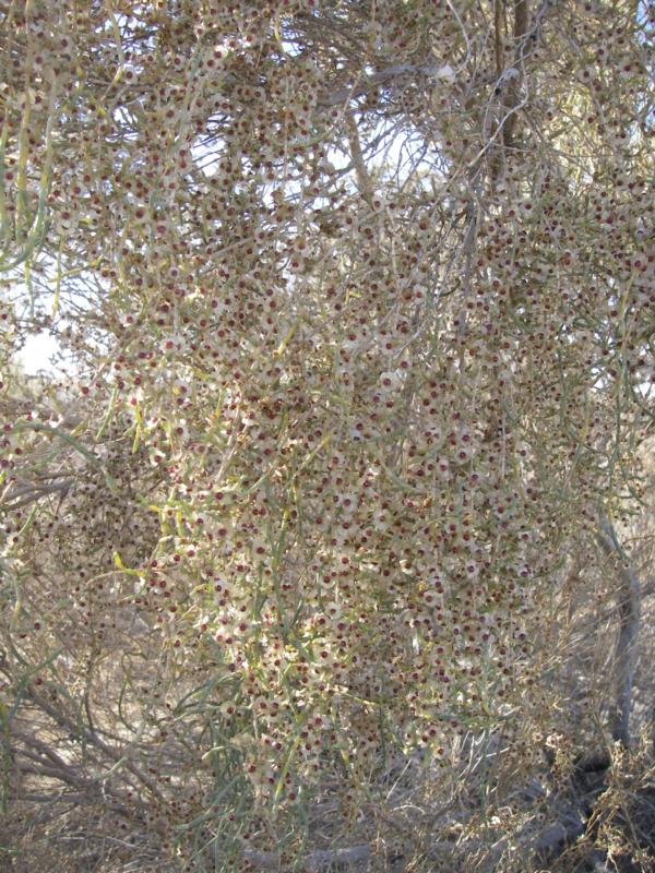 Image of Haloxylon aphyllum specimen.