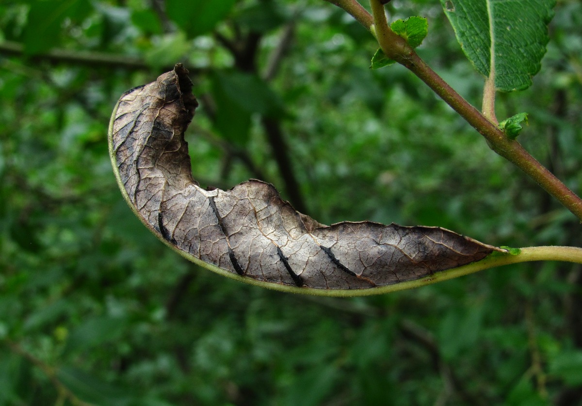 Image of Salix myrsinifolia specimen.