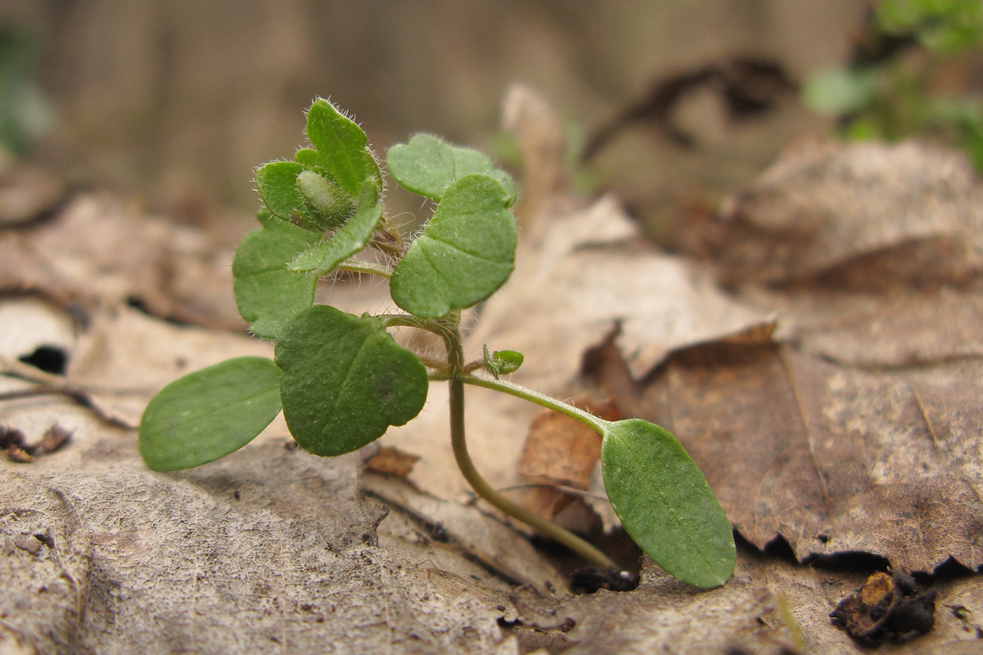 Изображение особи Veronica hederifolia.