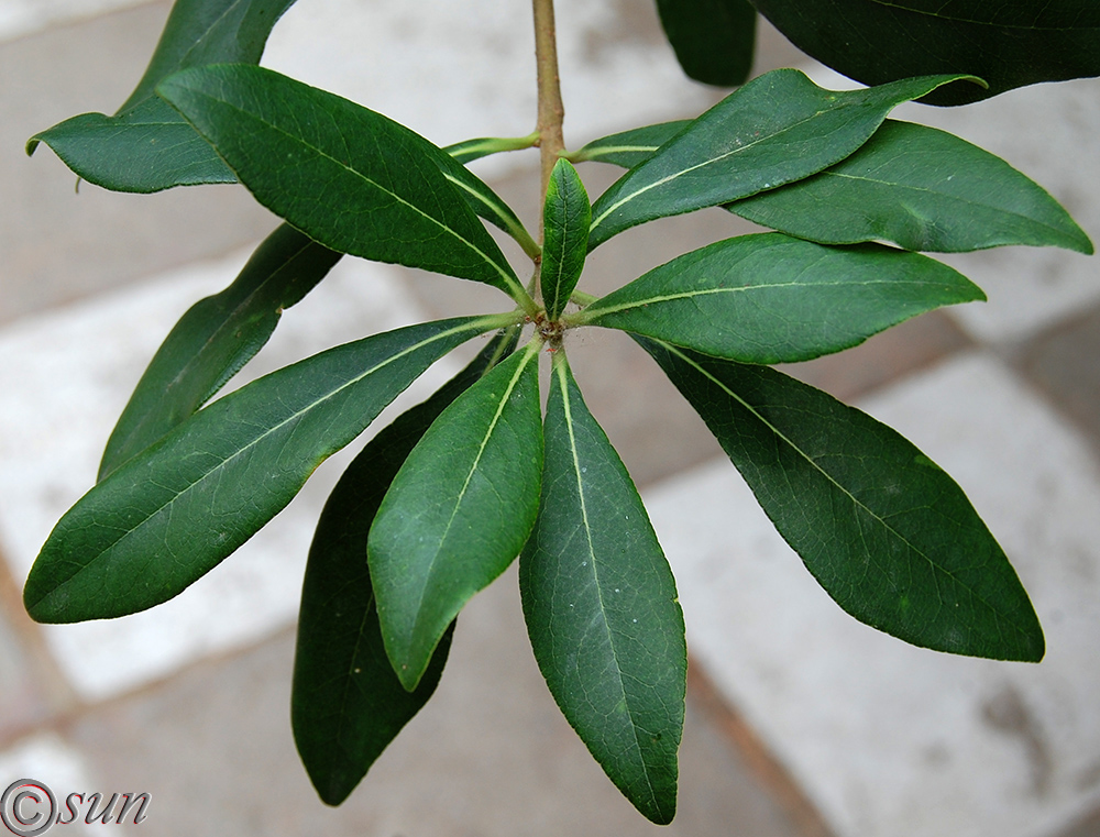 Image of Pittosporum heterophyllum specimen.