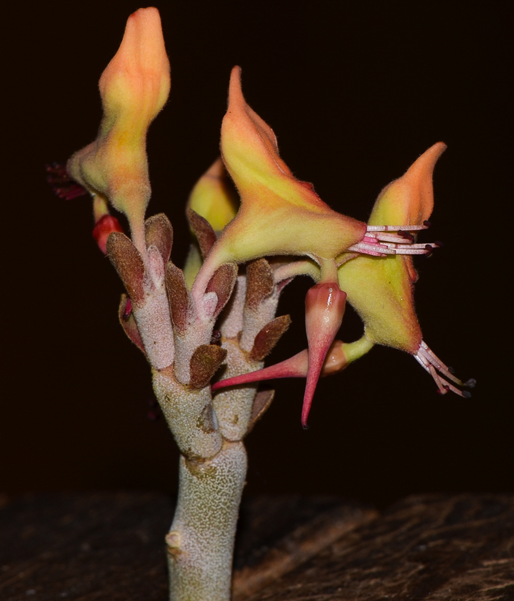 Image of Euphorbia lomelii specimen.