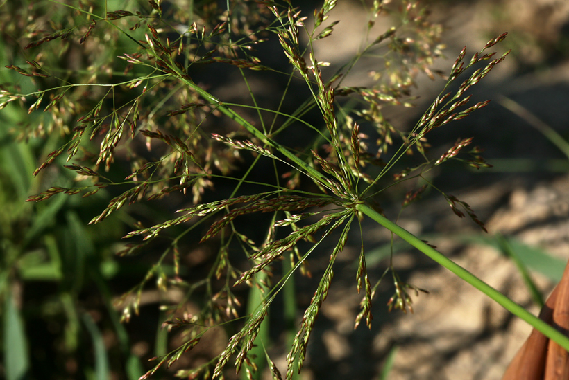 Image of Agrostis gigantea specimen.