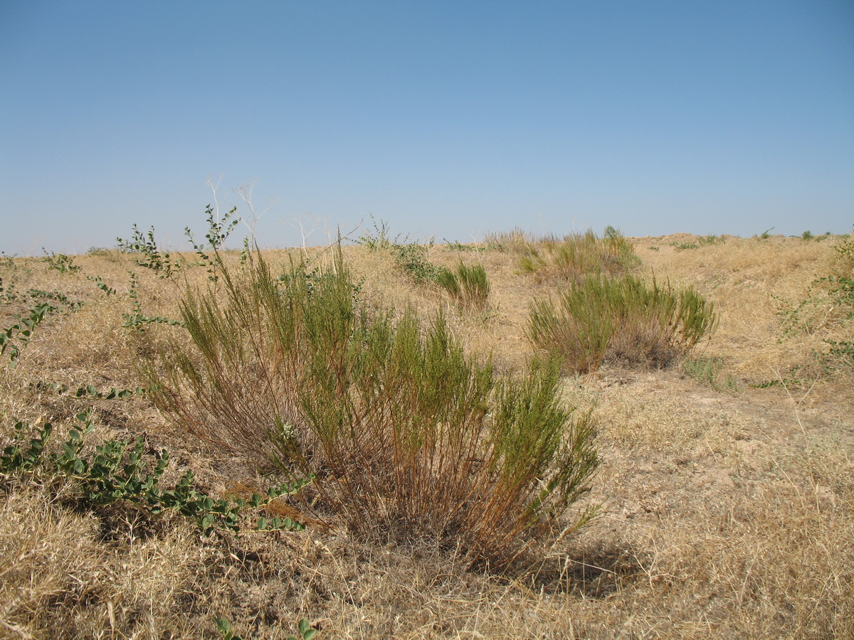 Image of Artemisia cina specimen.