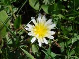 Taraxacum leucanthum. Соцветие. Иркутская обл., Усть-Ордынский р-н, долина р. Куда. 15.06.2014.