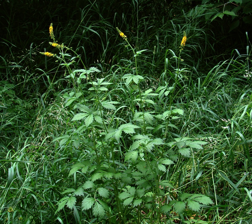 Image of Agrimonia pilosa specimen.