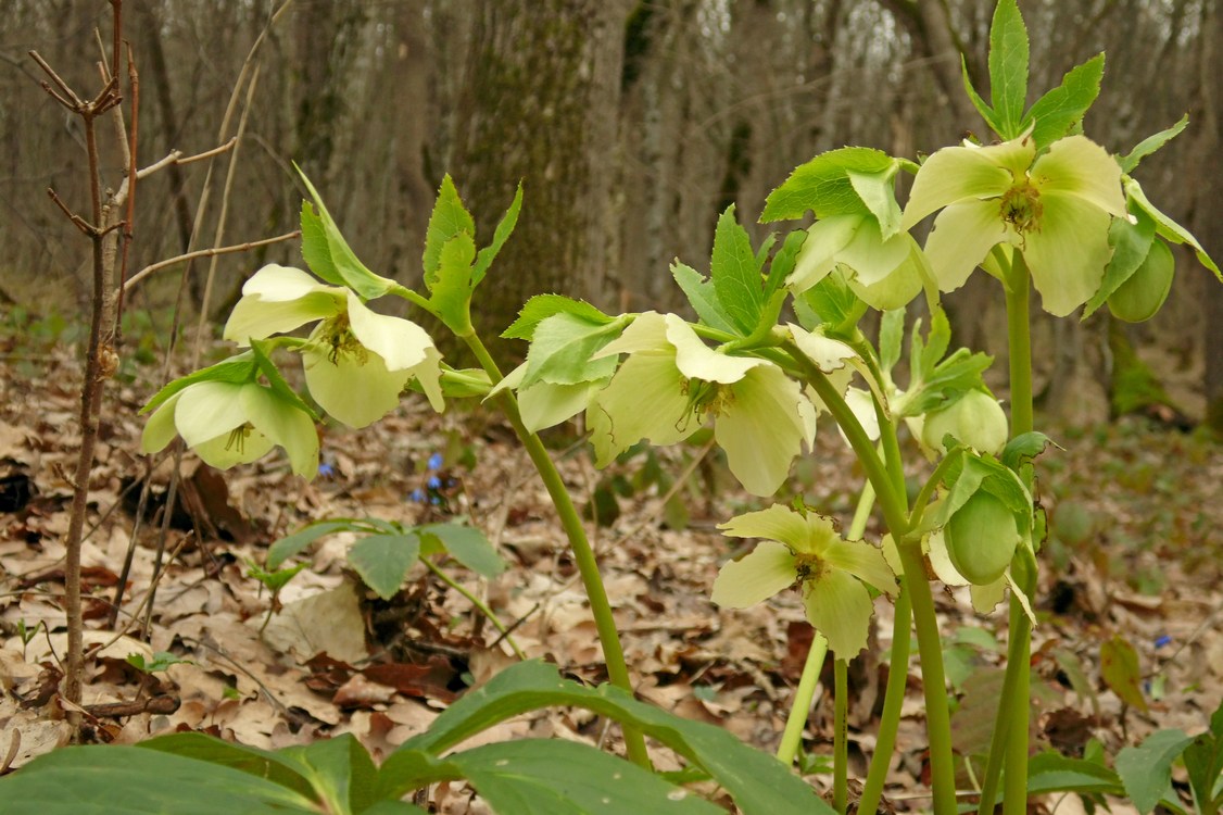 Image of Helleborus caucasicus specimen.