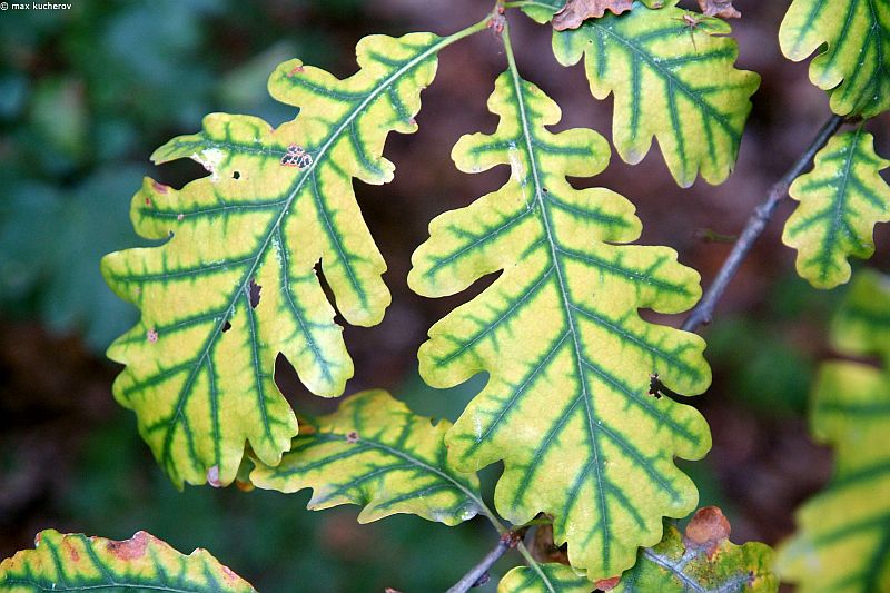 Изображение особи Quercus petraea.