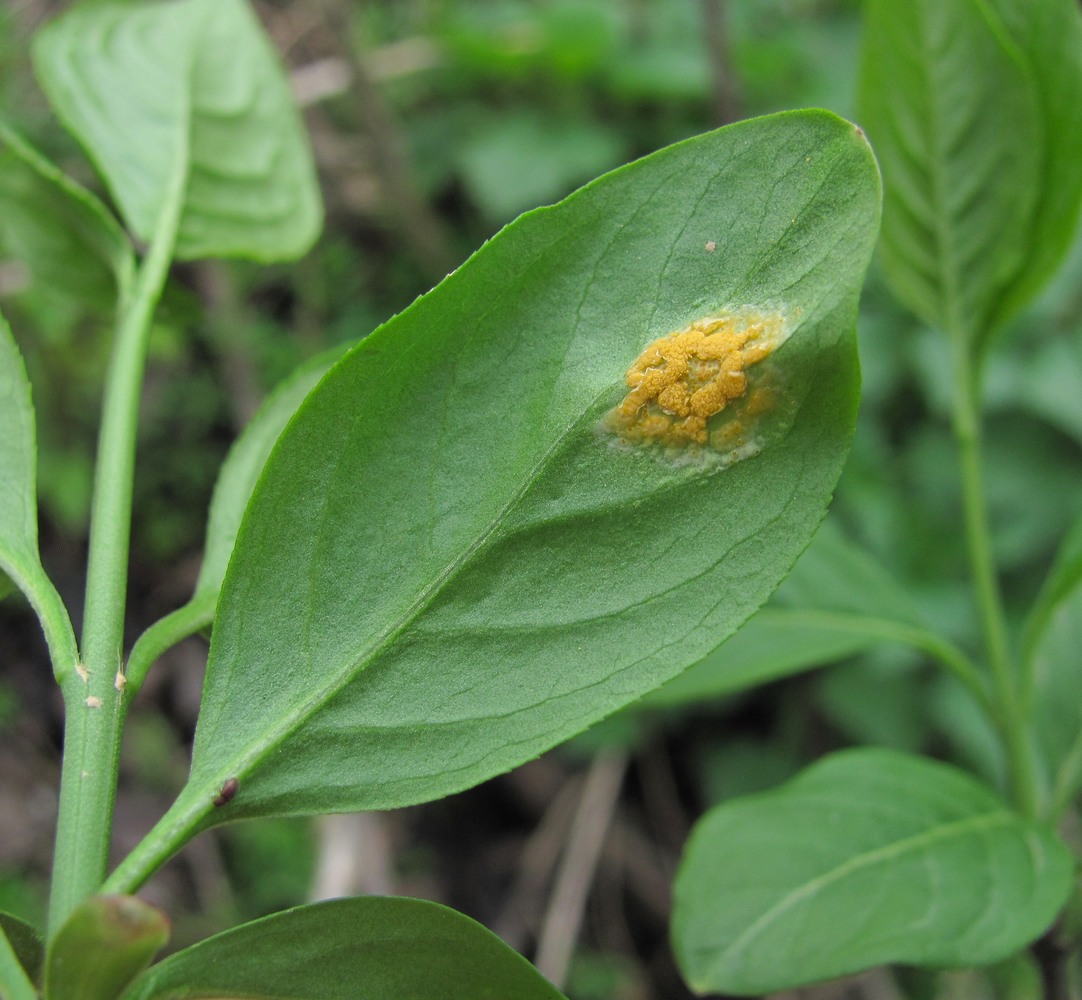 Image of Euonymus europaeus specimen.