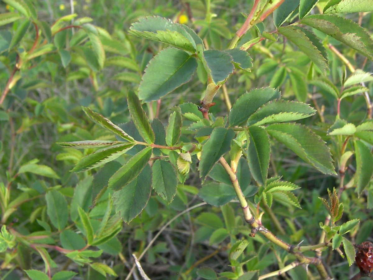 Изображение особи Rosa marginata.