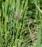 Смотреть изображение Poa bulbosa подвид vivipara