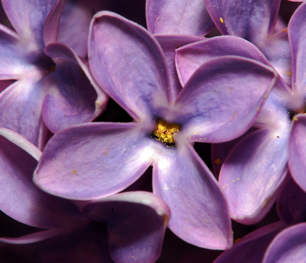 Изображение особи Syringa vulgaris.