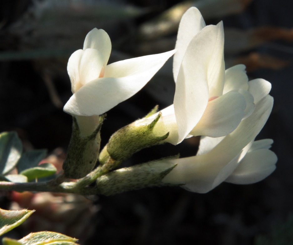 Image of Astragalus depauperatus specimen.