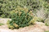 Euphorbia characias. Отцветшее растение. Греция, о. Крит, холмы в южной окр. Ретимно (Ρέθυμνο), обочина дороги. 02.05.2014.