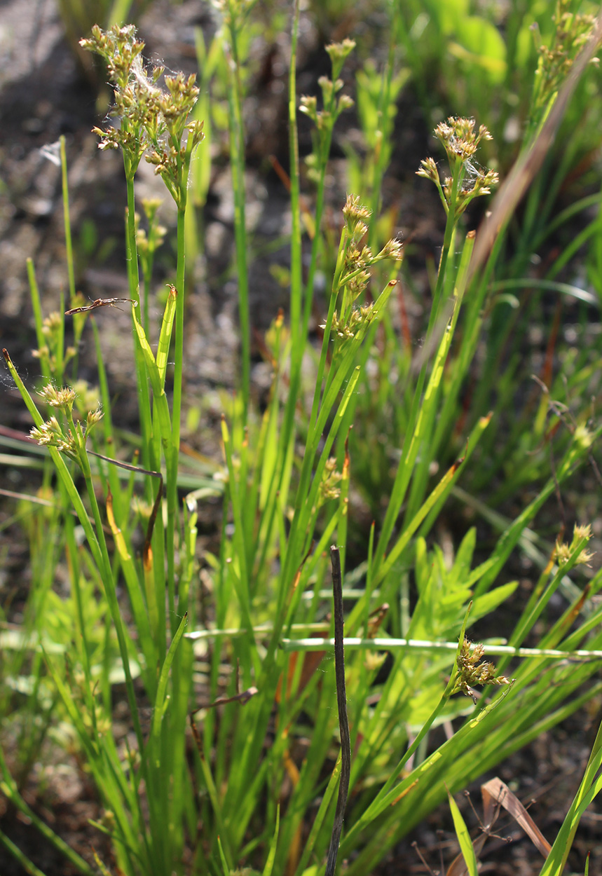 Image of Juncus articulatus specimen.