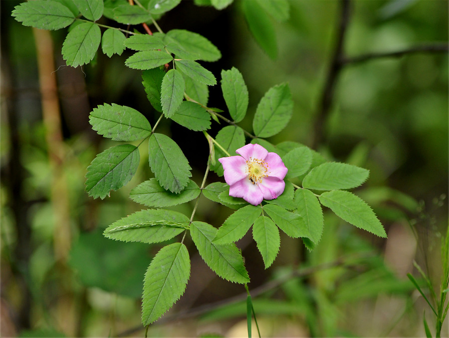 Image of Rosa canina specimen.