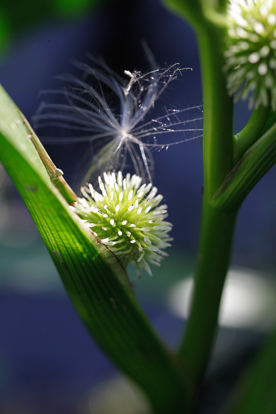 Image of Sparganium emersum specimen.