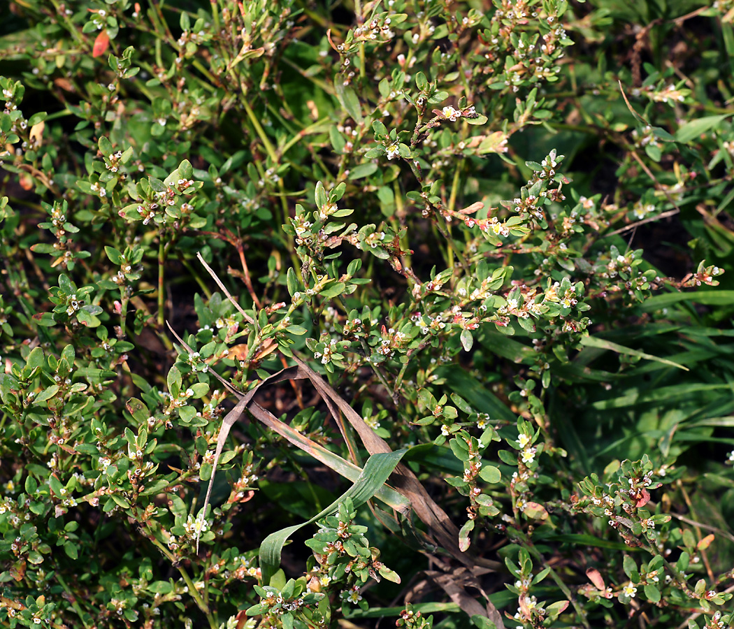 Image of Polygonum aviculare specimen.