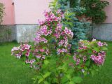 genus Weigela. Цветущее растение. Крым, Белогорск, парк львов \"Тайган\", в культуре. 19.05.2013.