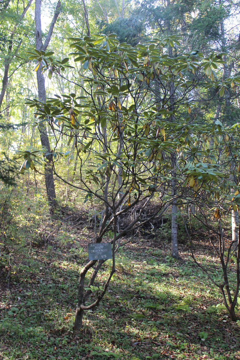 Image of Rhododendron fauriei specimen.