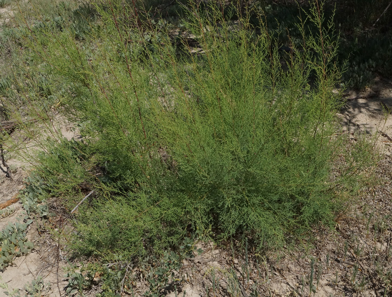 Image of Tamarix ramosissima specimen.