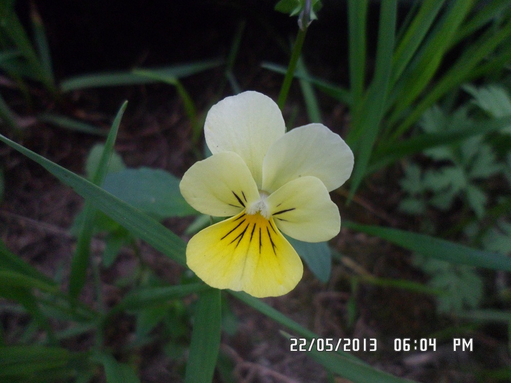 Image of genus Viola specimen.