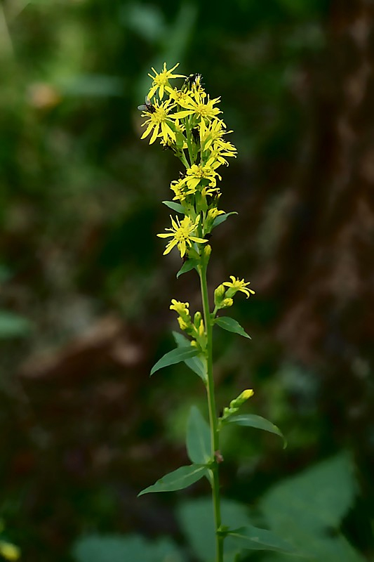 Image of Solidago virgaurea specimen.