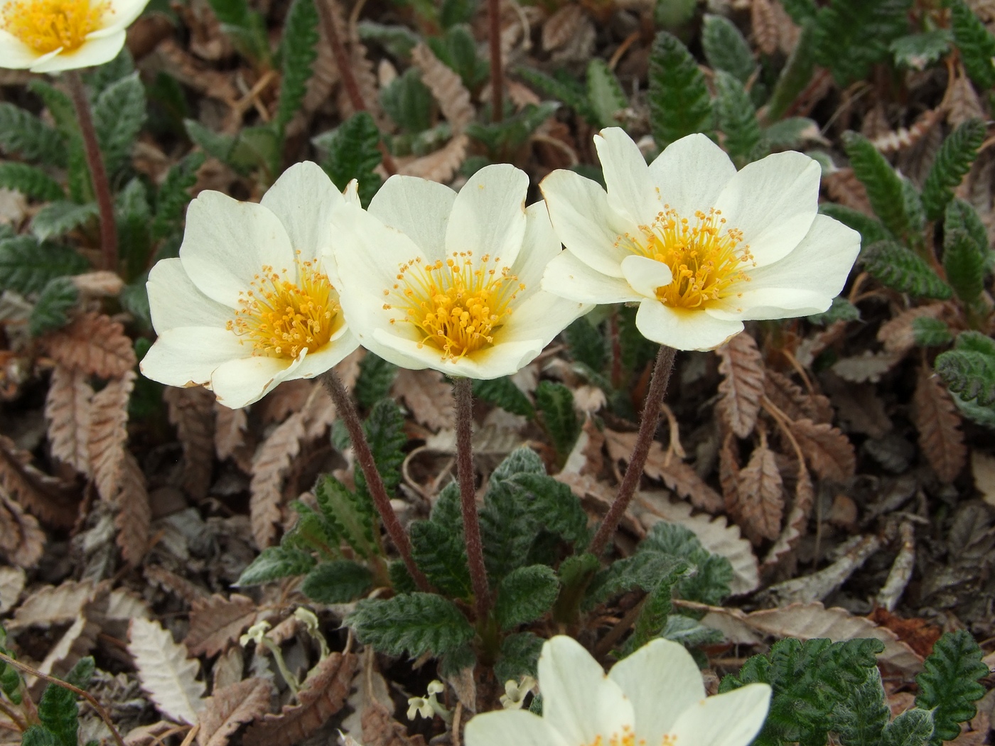 Image of Dryas ajanensis specimen.