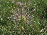 Pulsatilla vulgaris