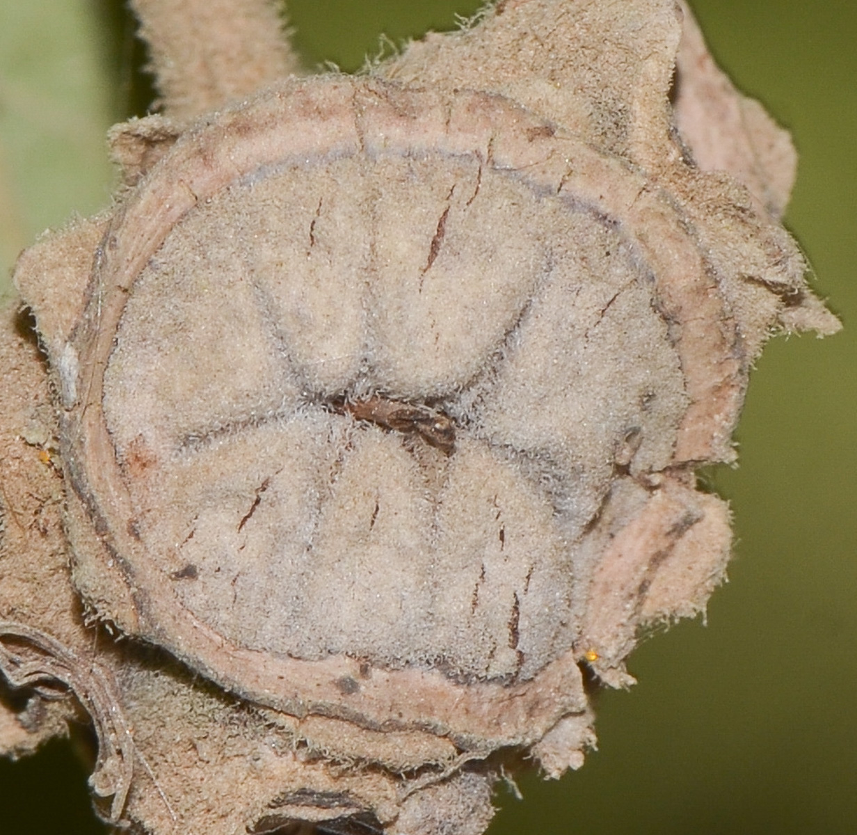 Image of Syncarpia glomulifera specimen.