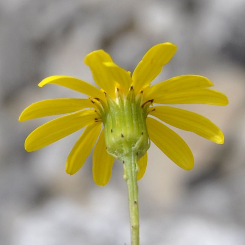 Image of Senecio squalidus specimen.