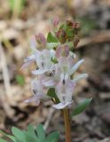 Corydalis caucasica