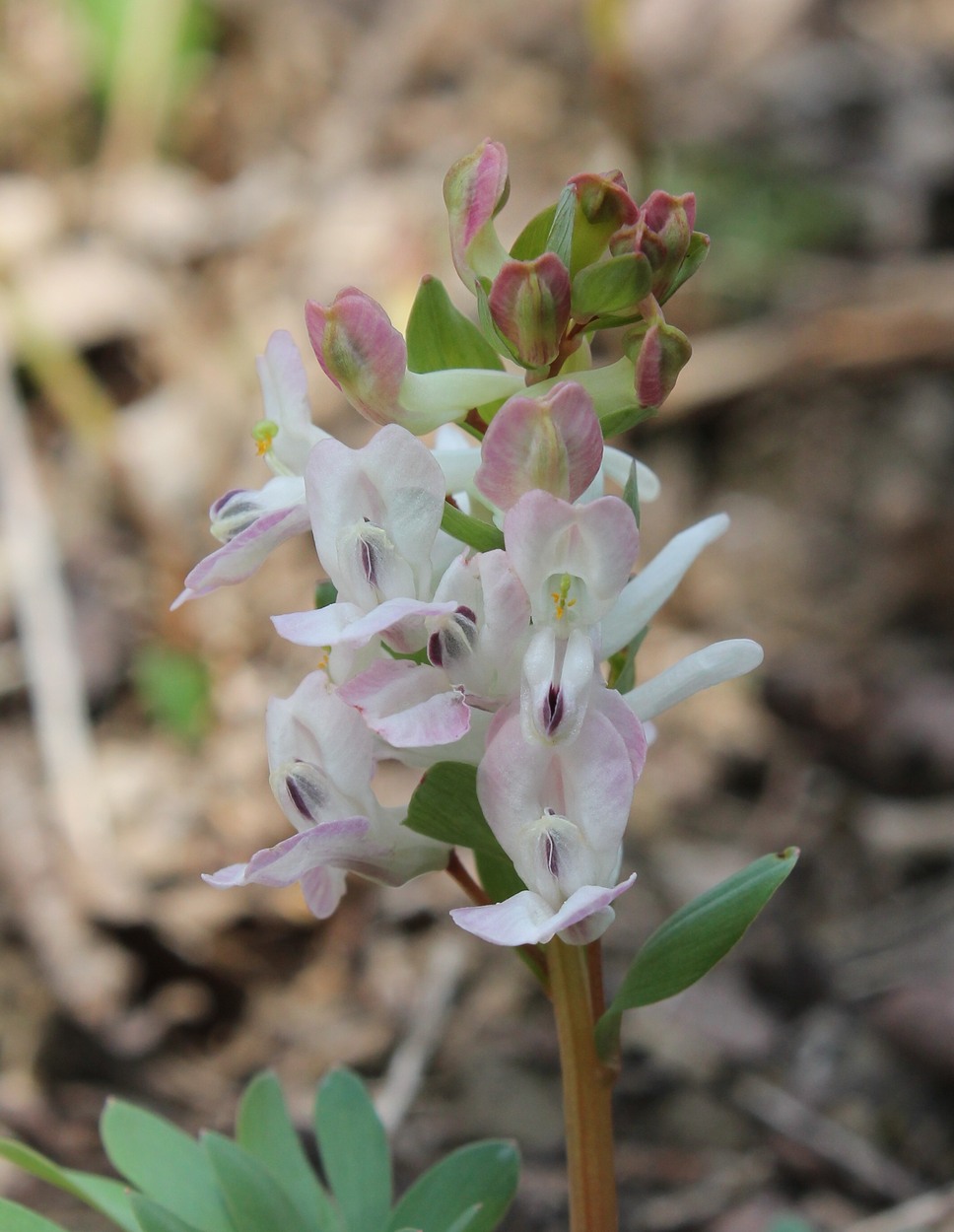 Image of Corydalis caucasica specimen.