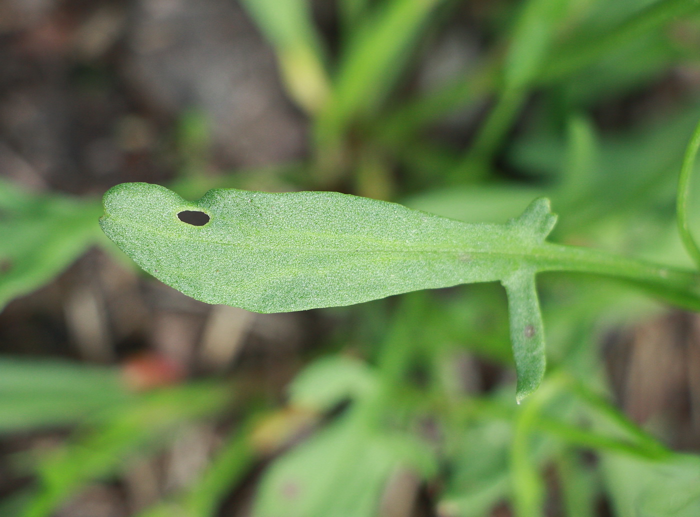 Image of Rumex acetosella specimen.