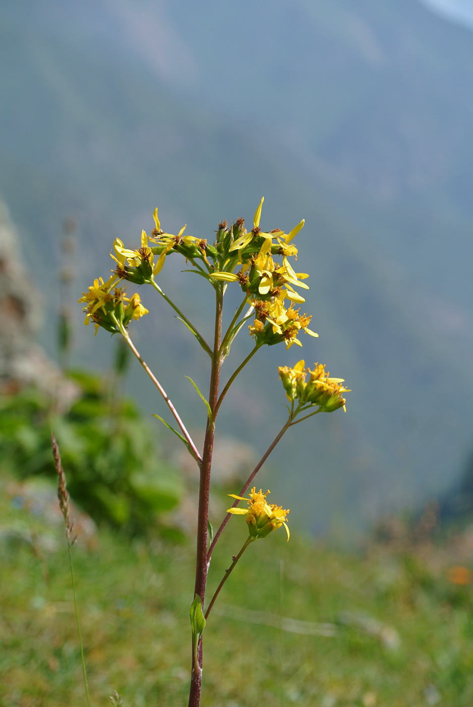 Image of Ligularia thomsonii specimen.