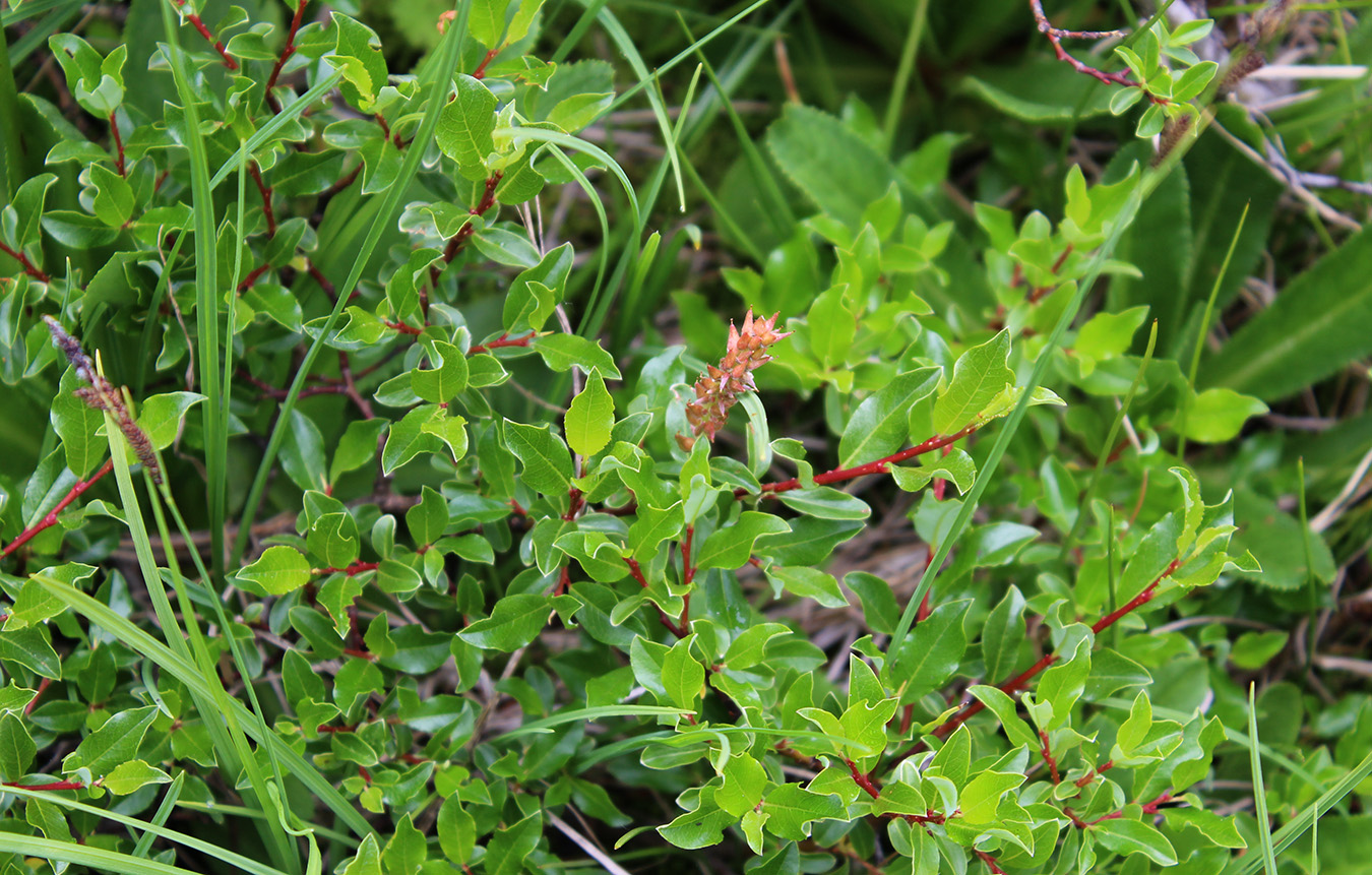 Image of Salix kazbekensis specimen.