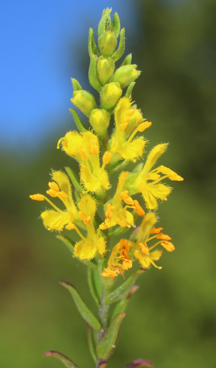 Image of Orthanthella lutea specimen.