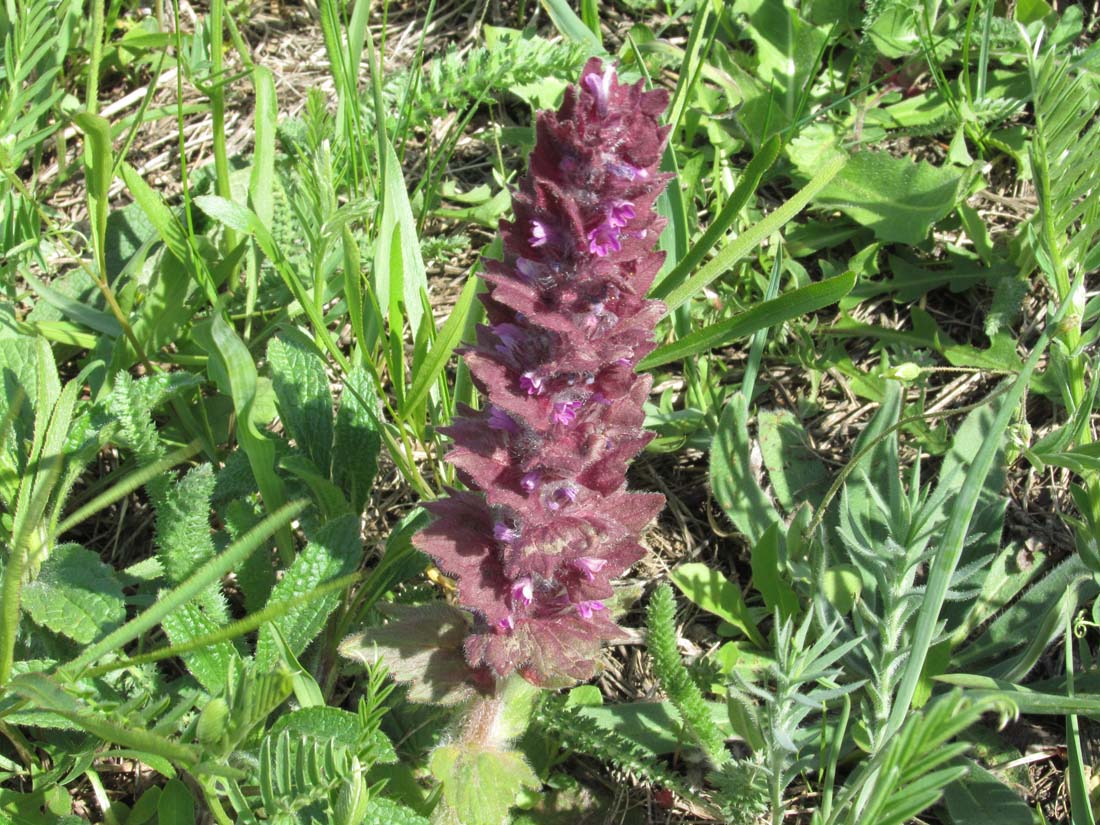 Image of Ajuga orientalis specimen.