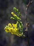 Linaria genistifolia