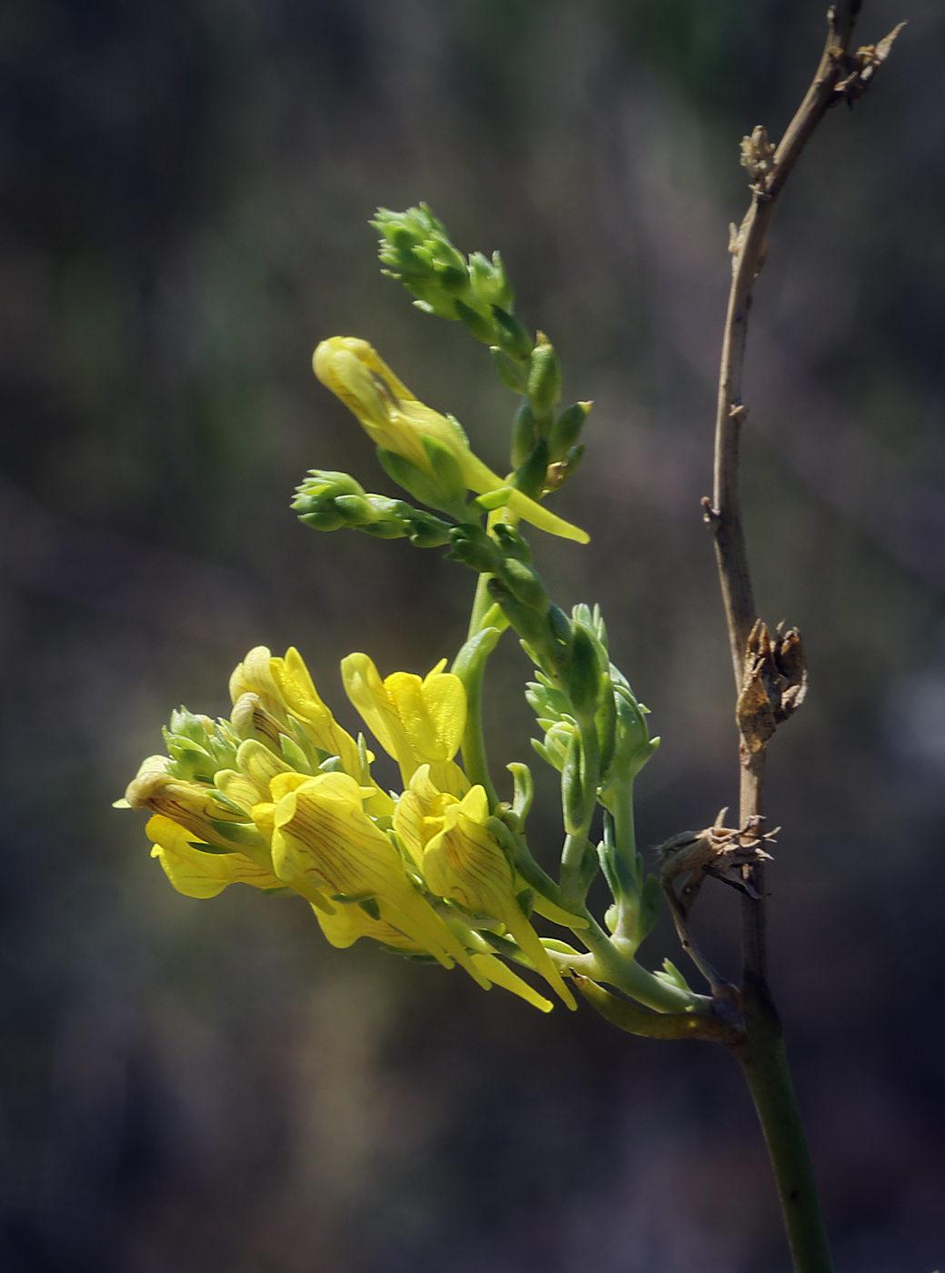 Image of Linaria genistifolia specimen.