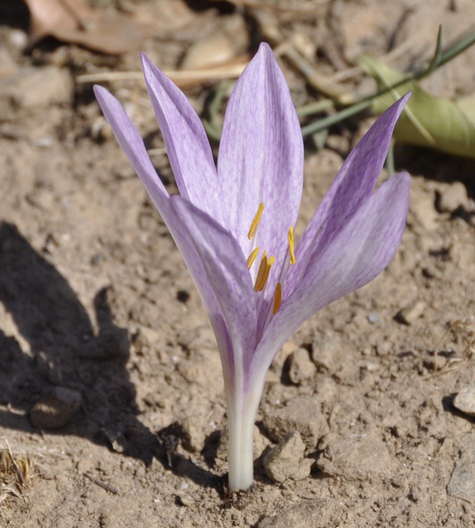 Image of Colchicum chalcedonicum specimen.