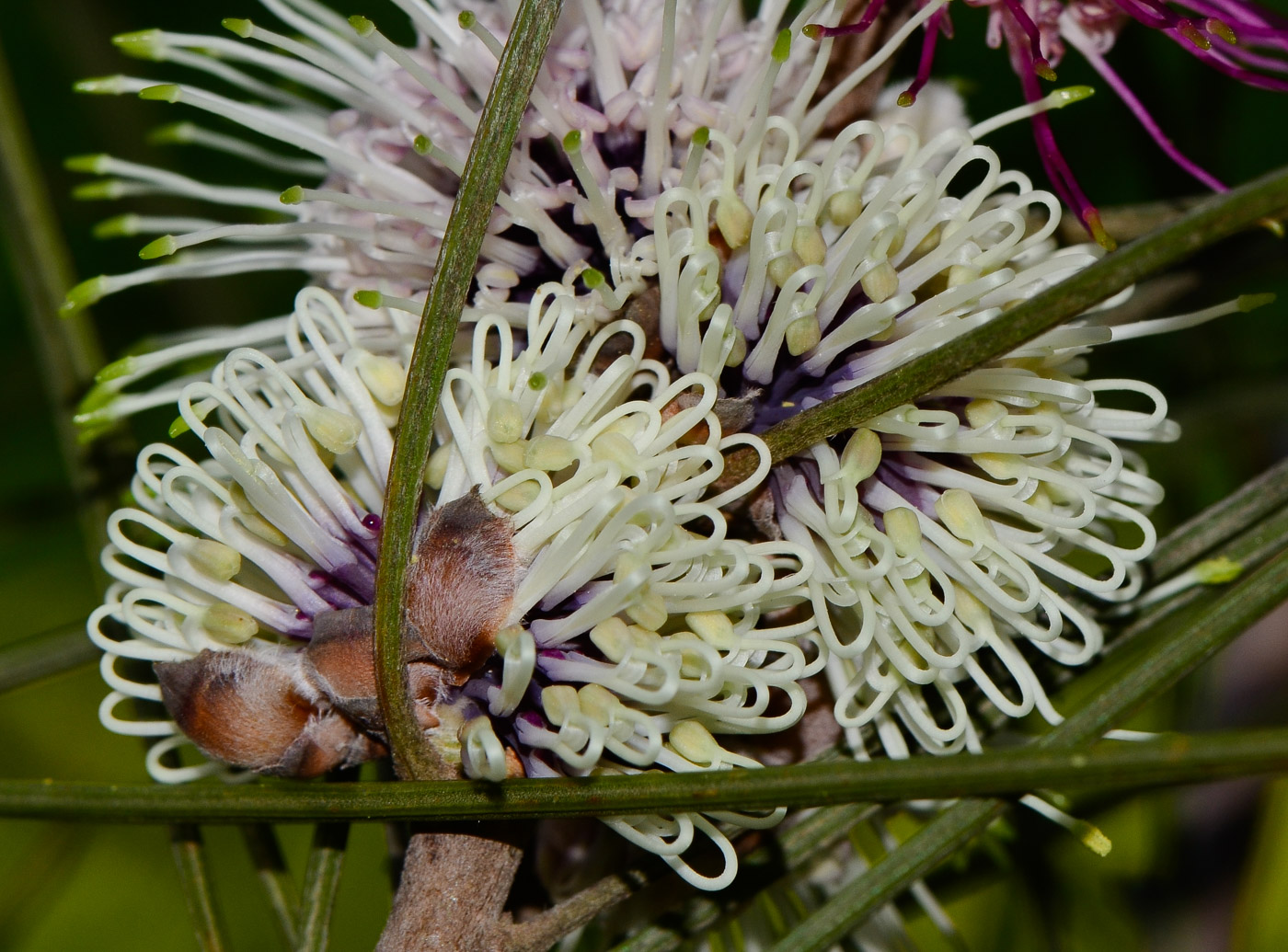 Image of Hakea scoparia specimen.