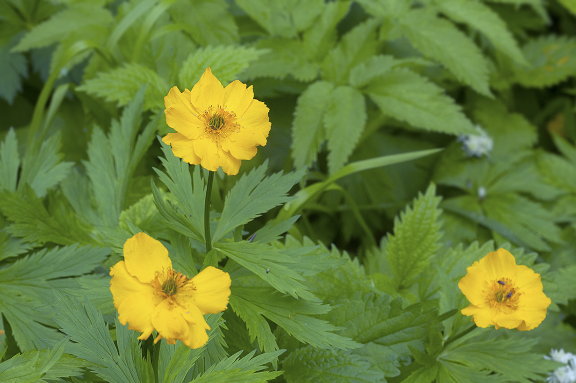 Изображение особи Trollius riederianus.