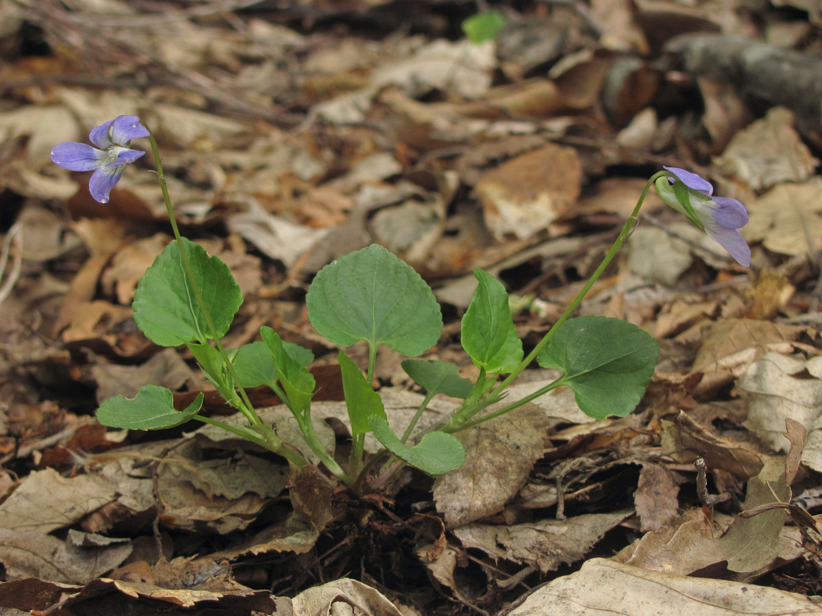 Image of genus Viola specimen.