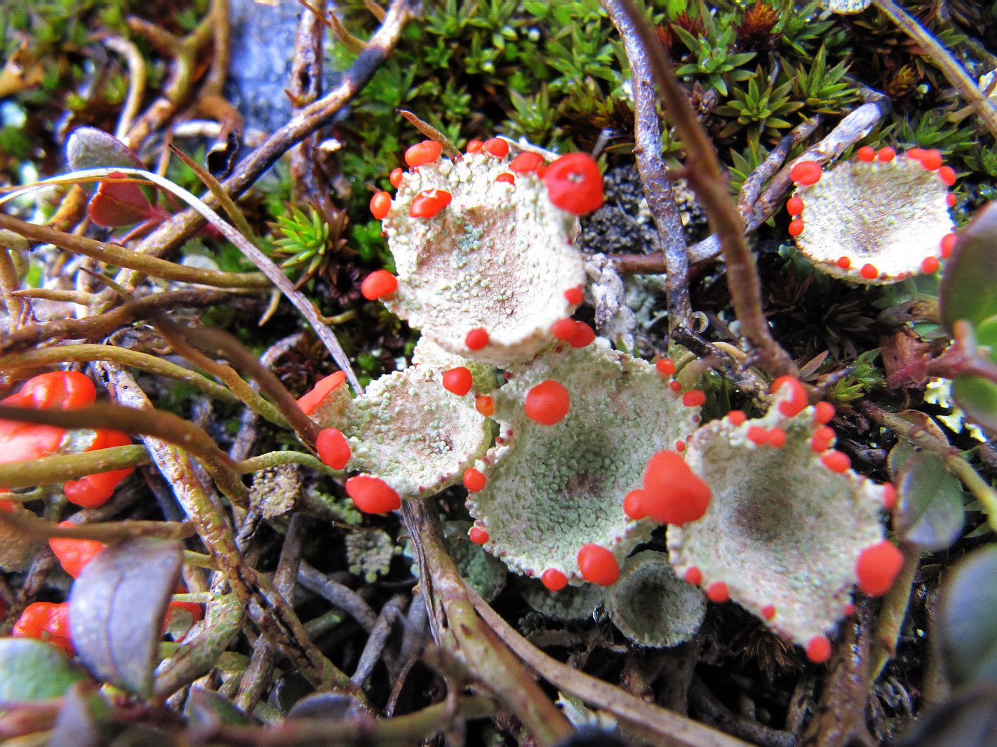 Image of genus Cladonia specimen.