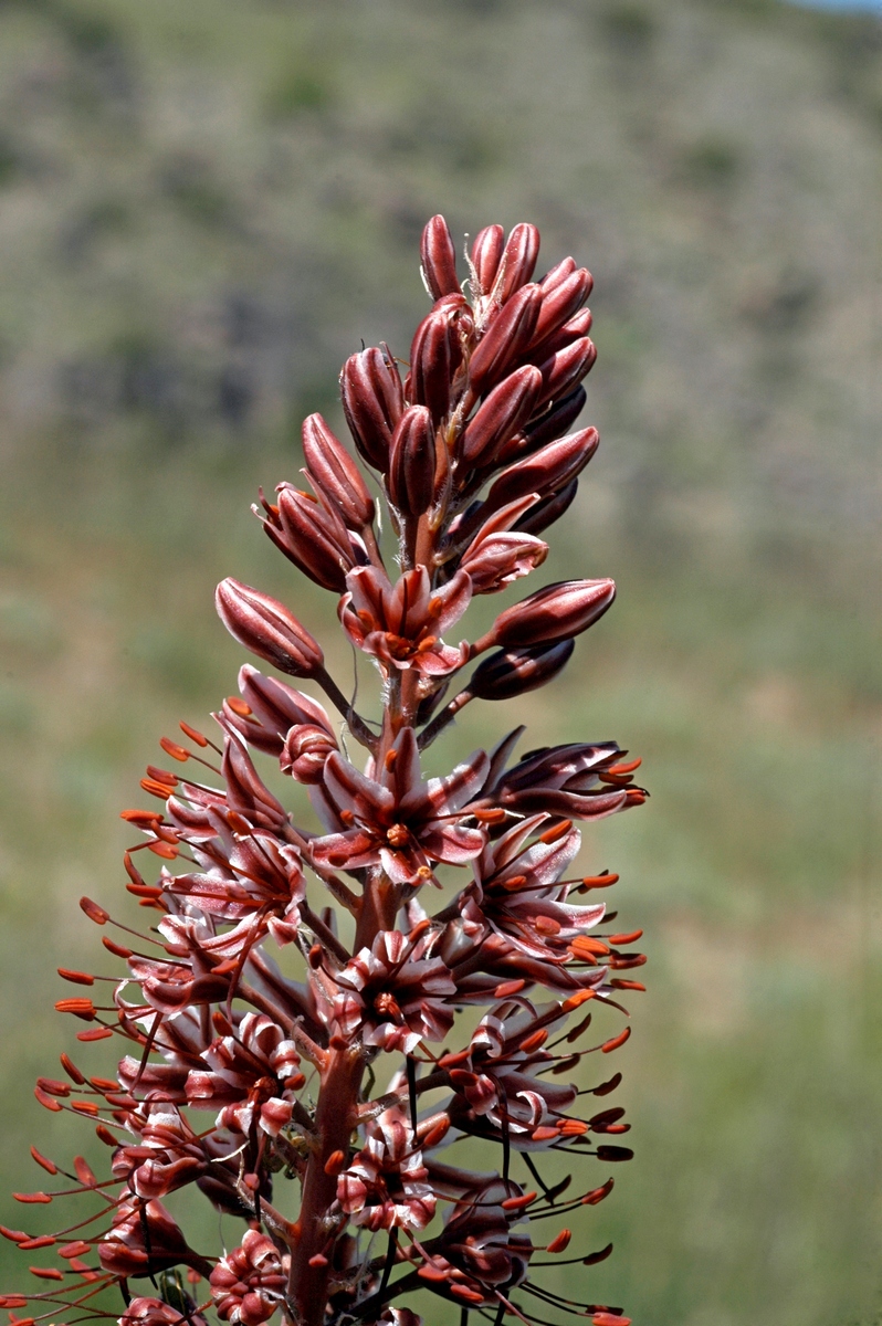 Изображение особи Eremurus cristatus.