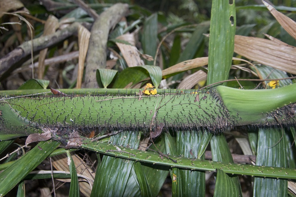 Image of genus Calamus specimen.