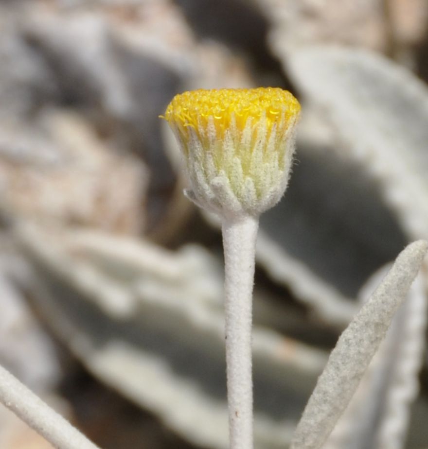 Image of Inula methanaea specimen.